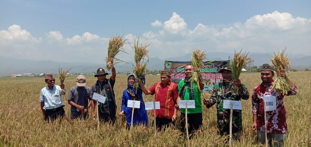 Panen Raya di Siru Lembor, Dihadiri Tenaga Ahli Upsus NTT