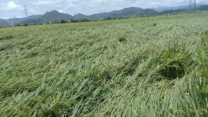 Hujan Badai, Padi Sawah di Desa Siru-Lembor, Manggarai Barat Rebah Ditiup Angin Kencang