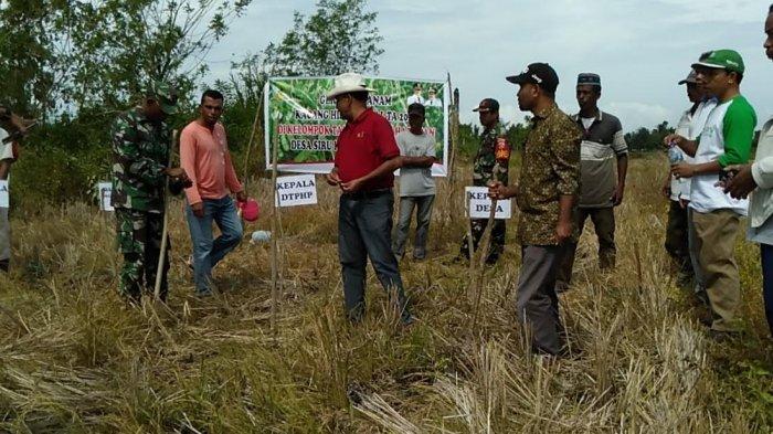 Petani di Desa Siru Manggarai Barat, Tanam 23 Ha Kacang Hijau