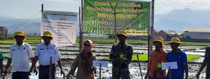 Tanam Simbolis : Kadis Pertanian, Tanaman Pangan, dan Hortikultura Optimis Manggarai Barat Swasembeda Benih