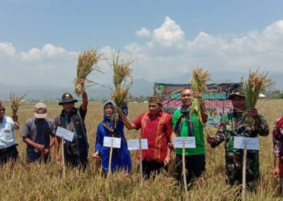 Panen Raya di Siru Lembor, Dihadiri Tenaga Ahli Upsus NTT