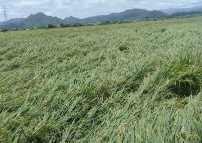 Hujan Badai, Padi Sawah di Desa Siru-Lembor, Manggarai Barat Rebah Ditiup Angin Kencang